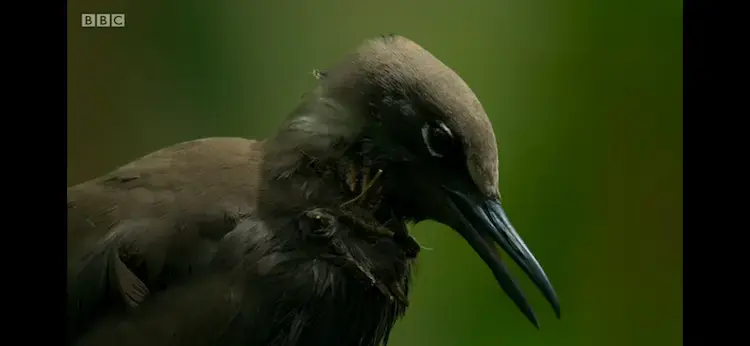 Brown noddy (Anous stolidus pileatus) as shown in Planet Earth II - Islands